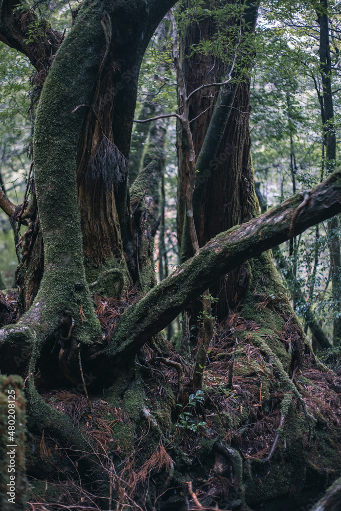 Fototapeta premium Winter Yaskuhima forest in Kyusyu Japan(World Heritage in Japan)