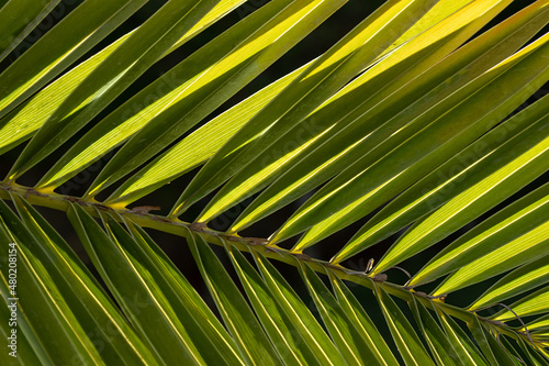 palm leaf background. Palm leaves close-up in sun in backlight full frame  