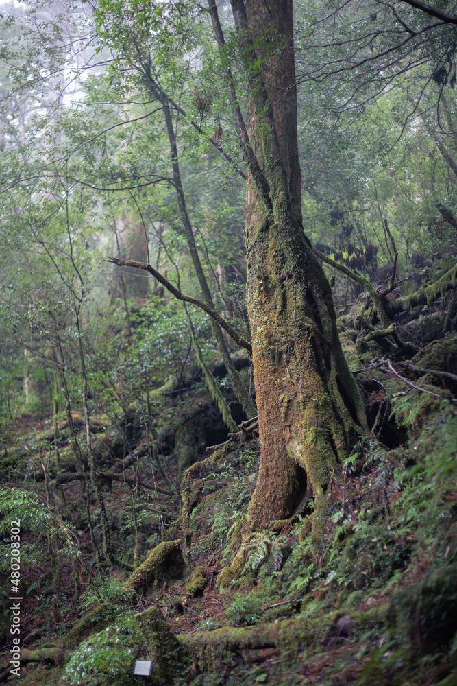 Obraz premium Winter Yaskuhima forest in Kyusyu Japan(World Heritage in Japan)