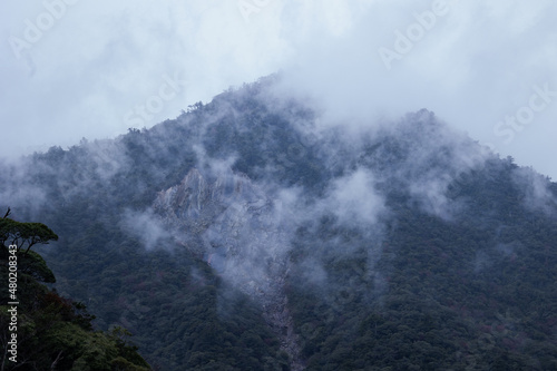 Winter Yaskuhima forest in Kyusyu Japan(World Heritage in Japan)