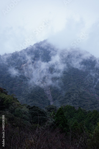 Winter Yaskuhima forest in Kyusyu Japan World Heritage in Japan 