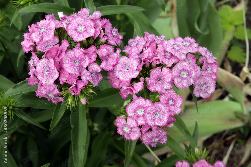 Bright Turkish carnation (Latin Diánthus barbátus) blooms in a flower bed