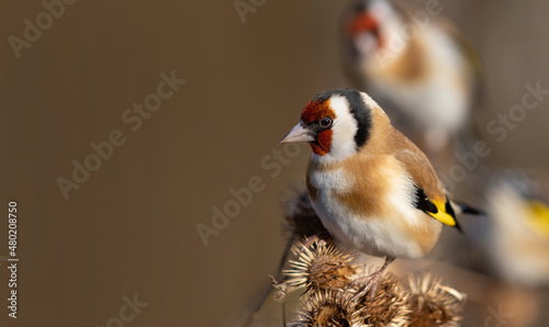 The European goldfinch or simply the goldfinch (Carduelis carduelis) 