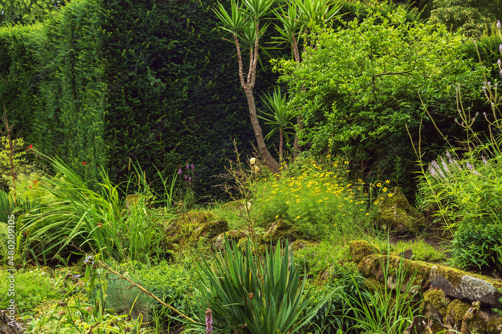 Fototapeta premium Lush backyard with different species of plants and flowers in summer.