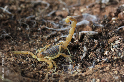 Highly venomous scorpion on soil in Essaouira, Morocco beach, North Africa. Dangerous scorpion found under the rock
