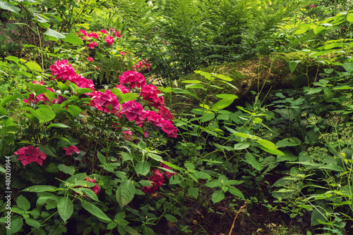 Pink blooming flowers and a fallen tree trunk in a lush backyard in summer.