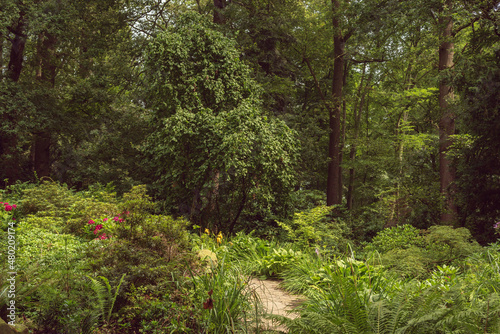 Pathway in a lush green backyard in summer.