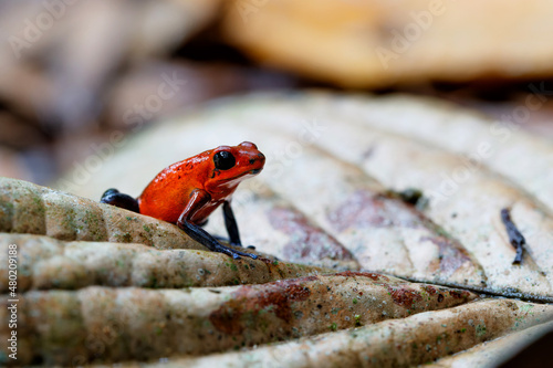 Blue-jeans Frog or Strawberry Poison-dart Frog (Dendrobates pumilio) sitting on the ground of the rainforest in Sarapiqui in Costa Rica