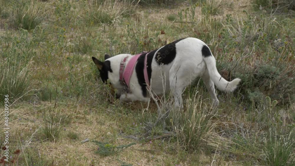 Fox terrier dog digging after something. Fox terrier dog digging after something.