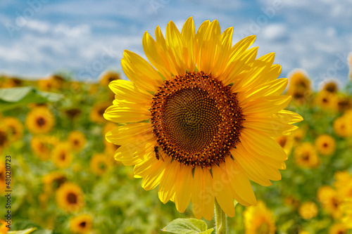 Beautiful field of yellow sunflowers on a background of blue sky with clouds