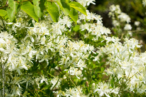White flowers. Close-up. Spring or summer background.