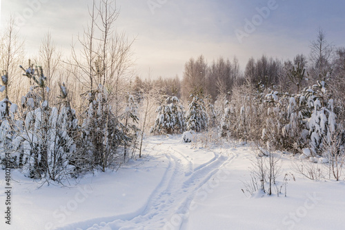 Forest road through snowdrifts in winter © Тищенко Дмитрий