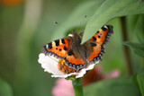 Tortoiseshell butterfly, summer garden bursting into life!