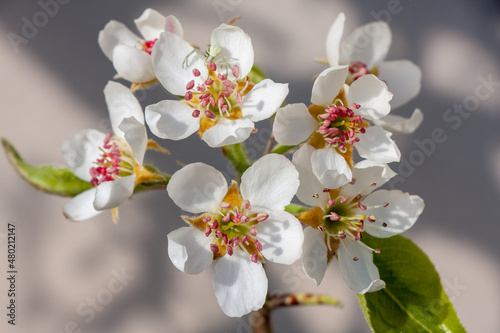 Blüten des Birnbaumes photo