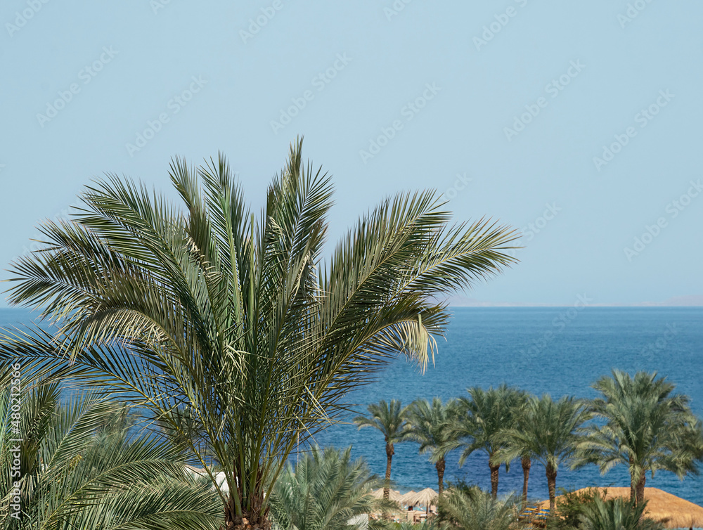 Fototapeta premium selective focus on tops of palm trees against the background of sea and sky without clouds