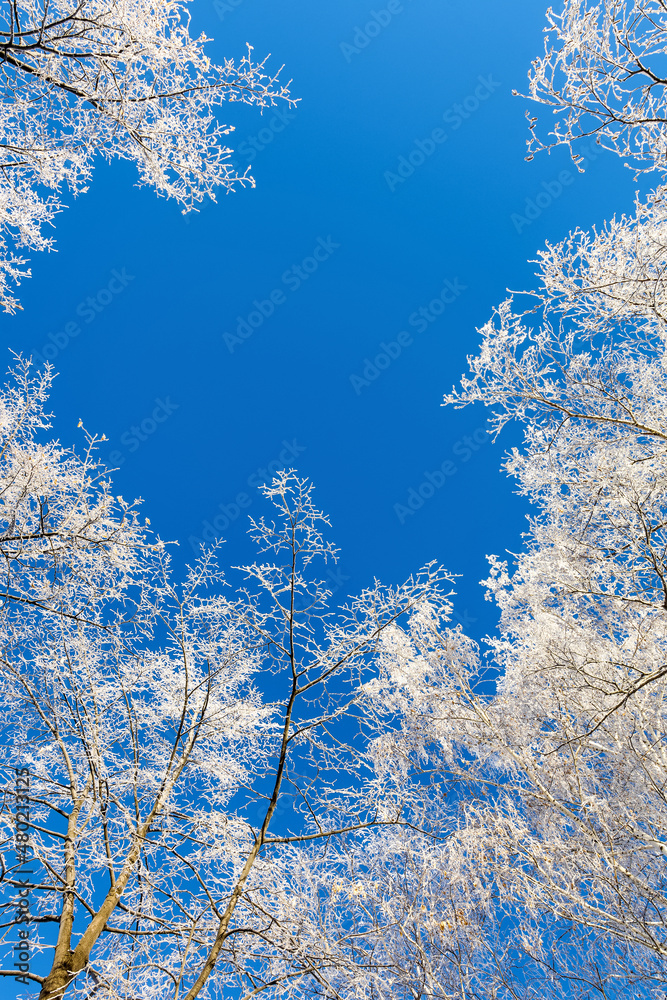 The crowns of trees covered with frost against the blue sky. Winter landscape. The crowns of trees covered with frost against the blue sky. Winter landscape.