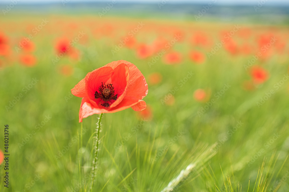 Obraz premium Mohnblumenfeld im Sommer