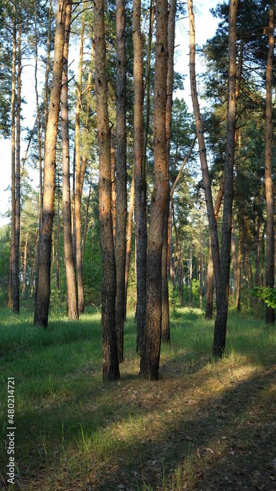 Fototapeta premium summer forest