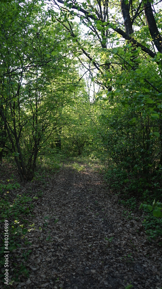 summer forest