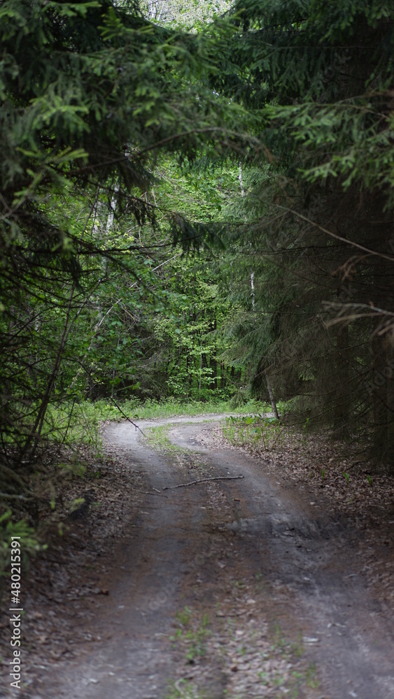 Obraz premium summer forest and flowers