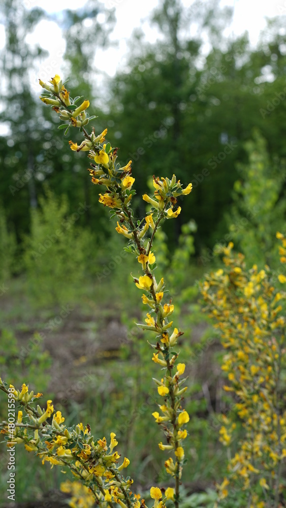 Obraz premium summer forest and flowers