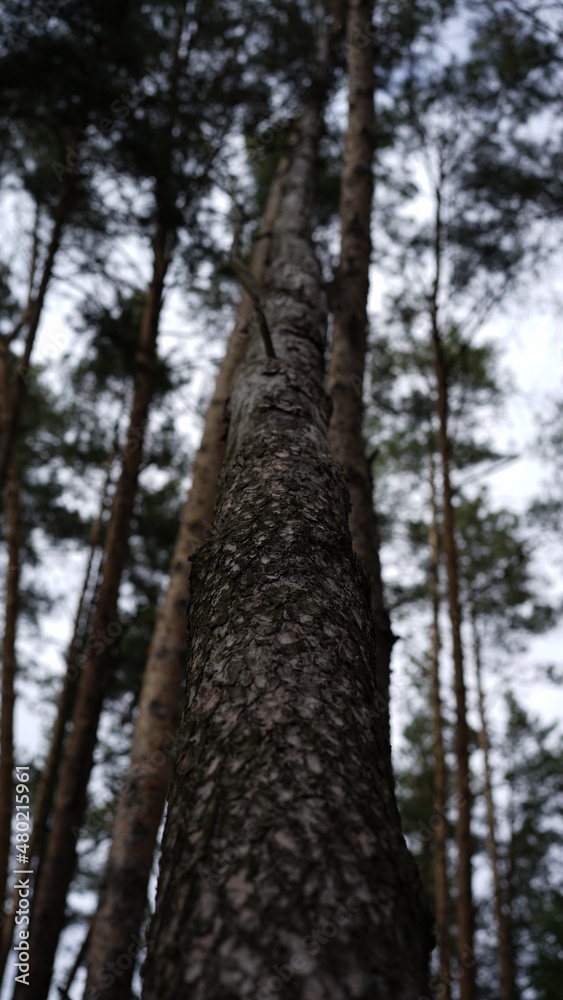 Fototapeta premium forest flowers and trees