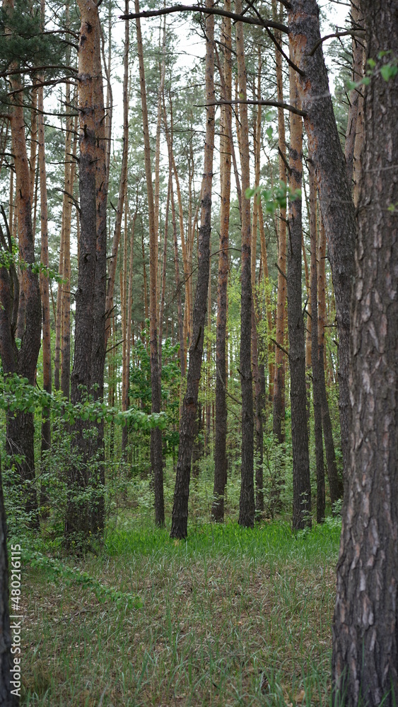 forest cloudy day lake and green grass forest cloudy day lake and green grass