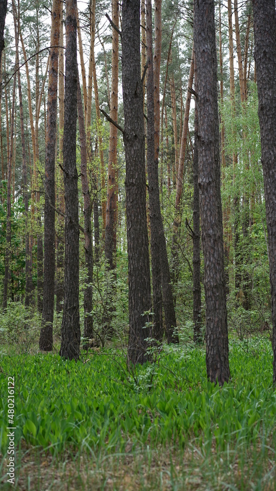 forest cloudy day lake and green grass forest cloudy day lake and green grass