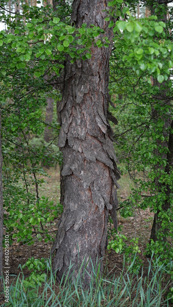 forest cloudy day lake and green grass