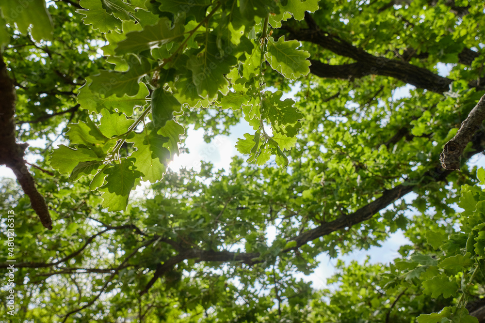 green leaves in the sun green leaves in the sun