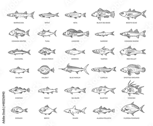 Saltwater fish set. Types marine and ocean fish