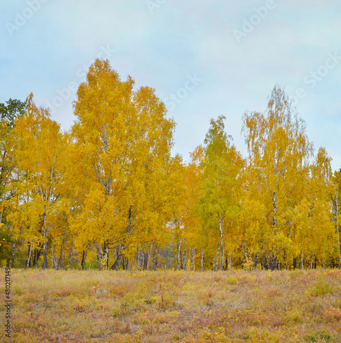 Leafy forest in autumn time. Wood of deciduous trees in fall. Nature background
