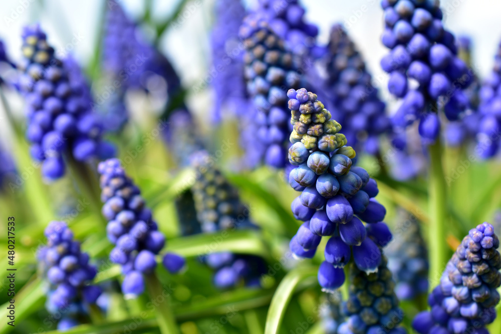 A large field with blooming blue flowers. A large field with blooming blue flowers.