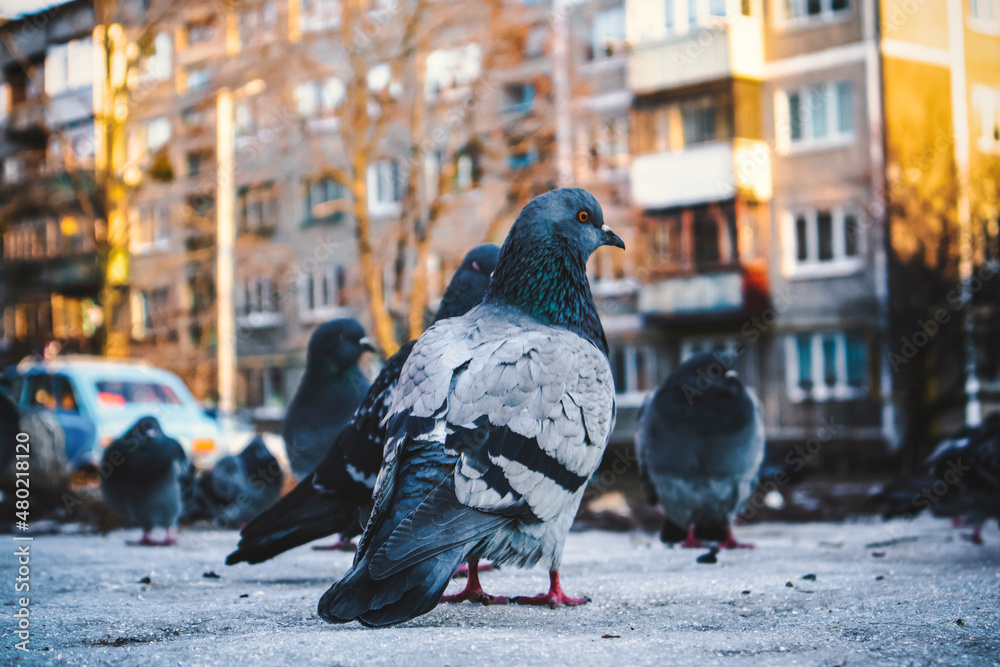 Fototapeta premium pigeons on the street