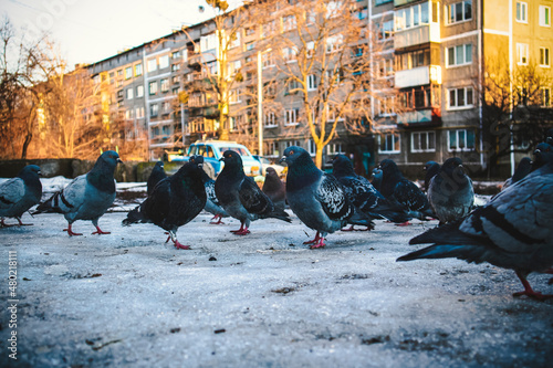 pigeons
