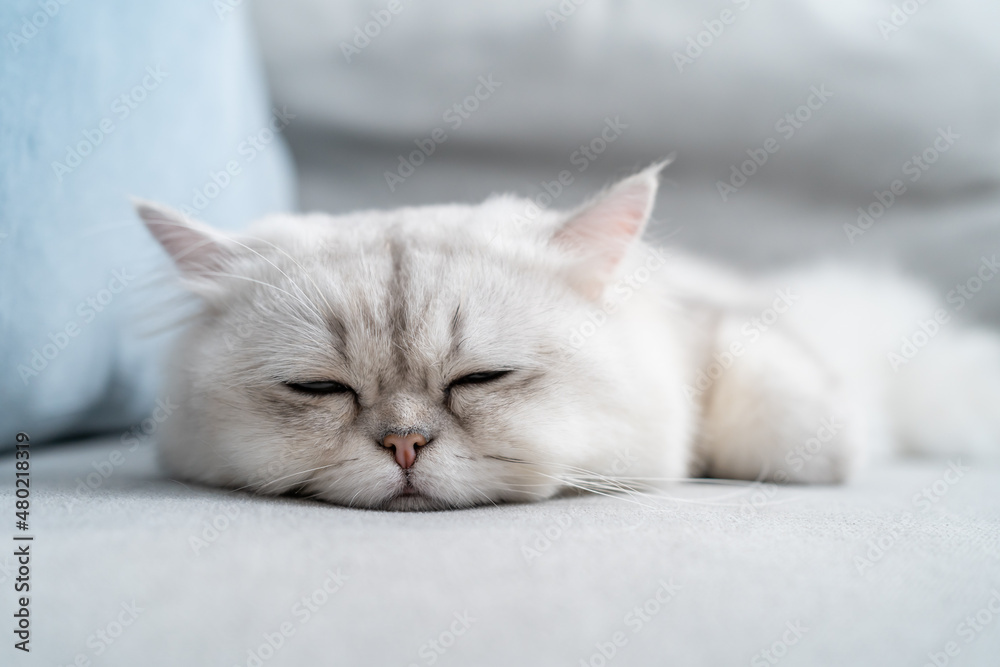 Portrait of comfortable white furry Persian cat lying down on sofa. 