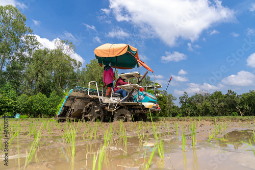 Professional local Asian farmer and agriculture vehicle machine transplant rice seediing in a paddy field in the open sky day.