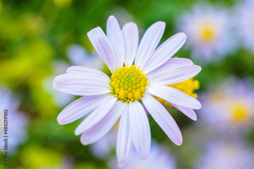 Beautiful blue flower close up in garden Beautiful blue flower close up in garden