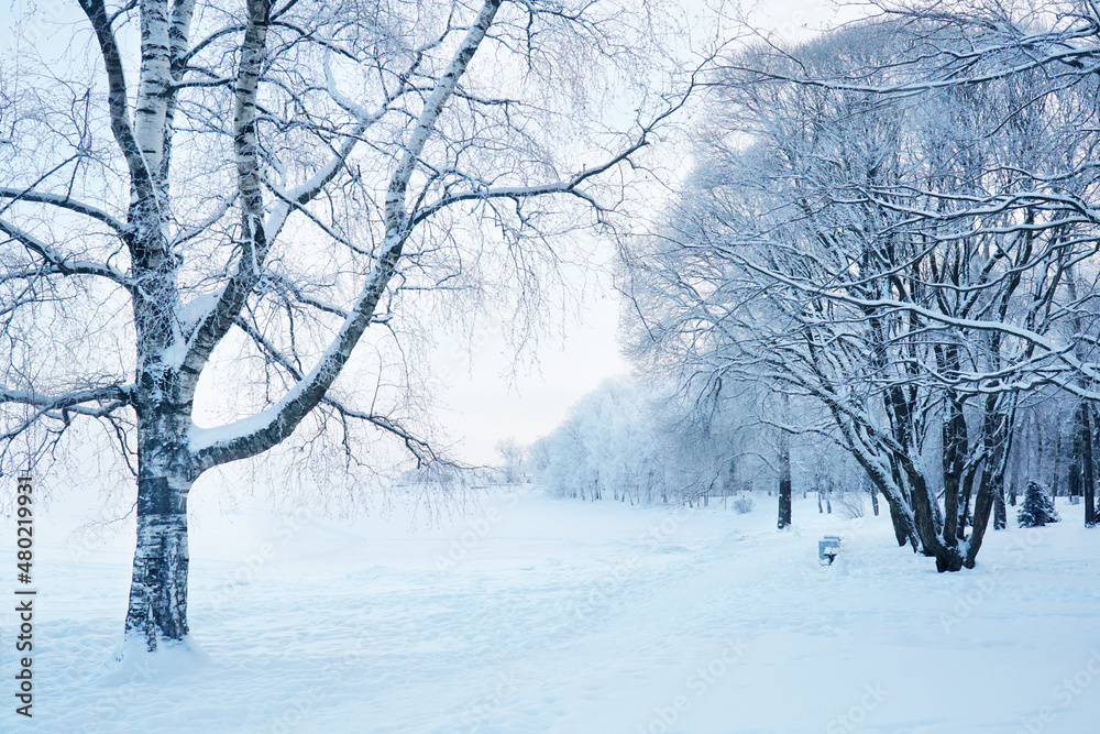 Obraz premium A park in the snow. Walk through the winter forest on the shore of the lake