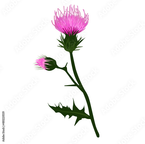 Thistle vector stock illustration. A branch of a prickly plant with purple flowers. Label for Scotch whiskey. Pharmacy botany. Isolated on a white background.