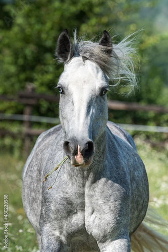 Portrait of Gypsy Cob at canter