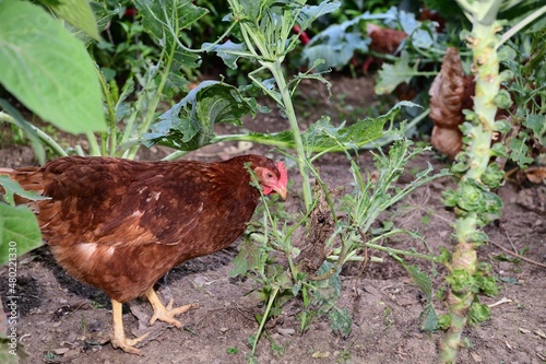 Wallpaper Mural Domestic chickens laying eggs eat vegetable leaves in a agricultural field Torontodigital.ca
