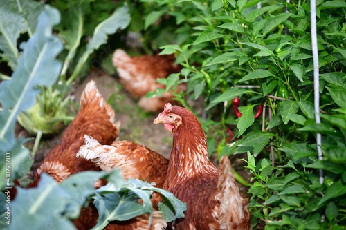Wallpaper Mural Head of domestic hen eating green vegetable leaves in the farmer field  Torontodigital.ca