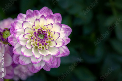 Delicate blooming white-pink dahlias on a natural background. Floriculture  landscape design.