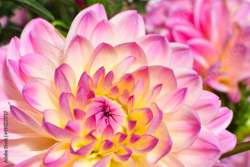 Pink and white dahlia flower close-up
