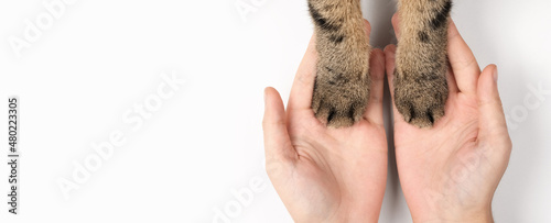 Cat's paws in women's hands. The concept of caring for pets. White background, top view, banner.