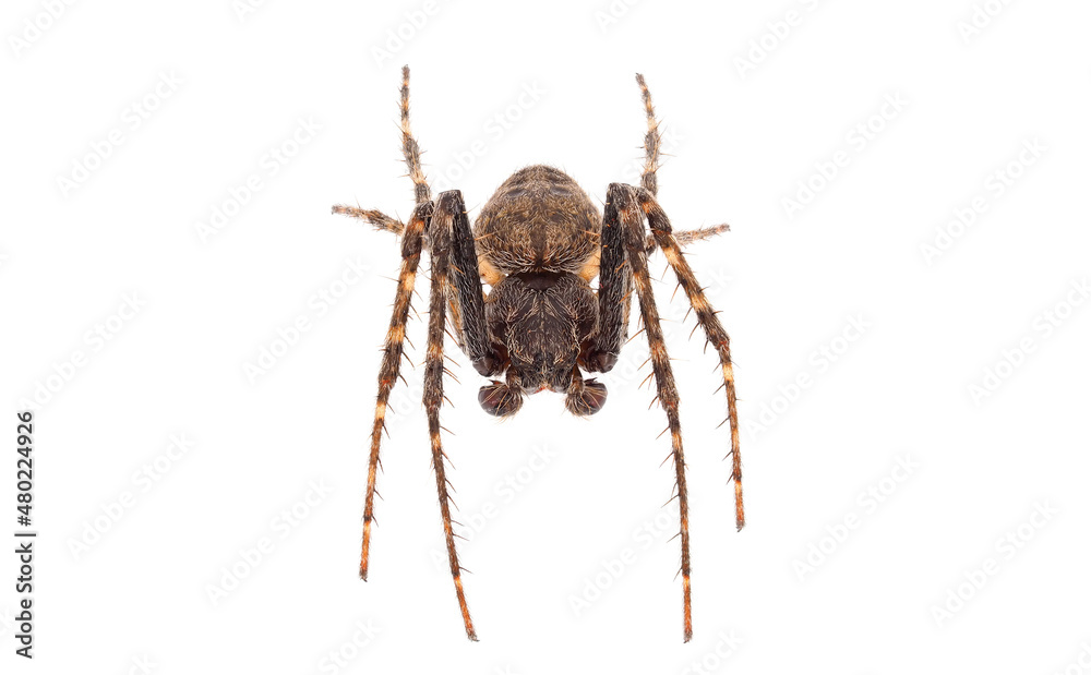 Walnut orb-weaver spider isolated on white background, Nuctenea umbratica male Walnut orb-weaver spider isolated on white background, Nuctenea umbratica male