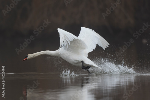 Mute Swanb Cygnus olor swimming on a pond