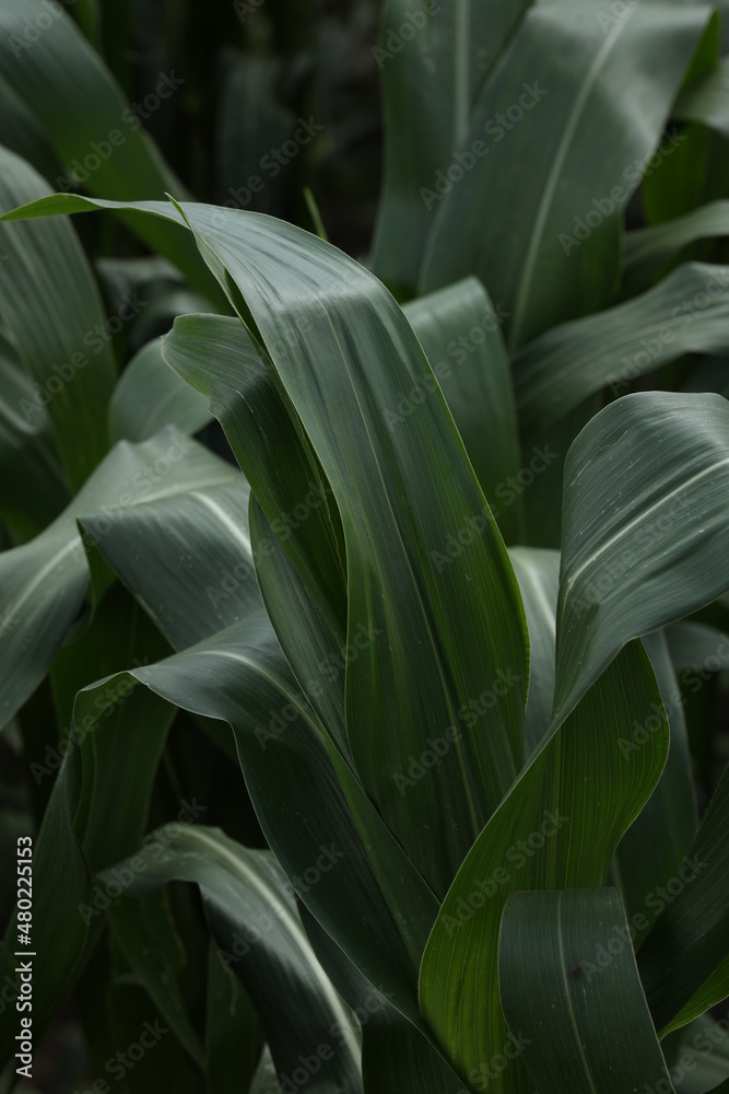 Plant Plant
