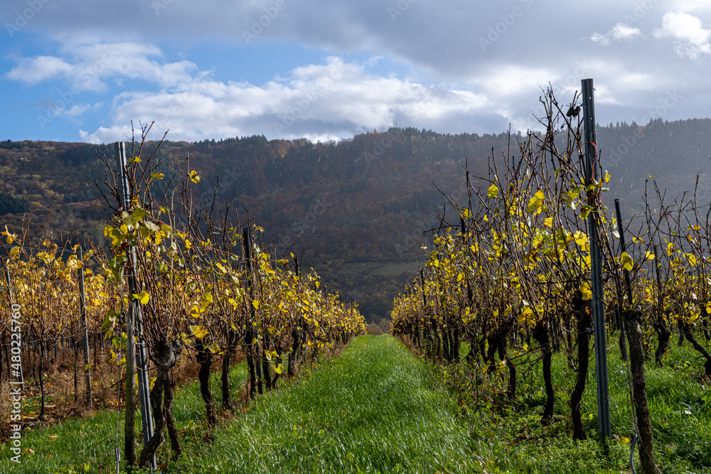 Naklejka premium A vineyard in the Mosel valley. Beautiful yellow vine leaves and green grass against a blue sky